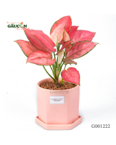 Hồng Phát Lộc Chậu Khối - belovedbeyond.com