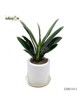 Lan Quân Tử 32Cm - belovedbeyond.com