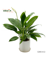 Lan Ý 40Cm - belovedbeyond.com