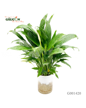 Lan Ý Tc (Nhựa)40Cm - belovedbeyond.com