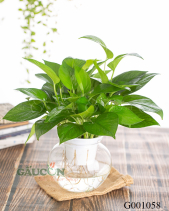 Trầu Bà Thuỷ Canh - belovedbeyond.com