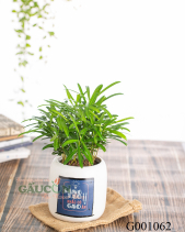 Vạn Niên Tùng Design - belovedbeyond.com