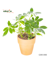 Ngũ Gia Bì - belovedbeyond.com