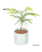 Tùng Bồng Lai - belovedbeyond.com