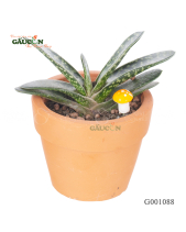 Mỏ Vịt Mini - belovedbeyond.com