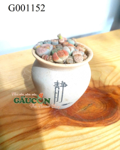 Sen Đá Thạch Lan G001152 - belovedbeyond.com