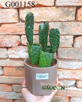 Xương Rồng Chậu Khối G001158 - belovedbeyond.com