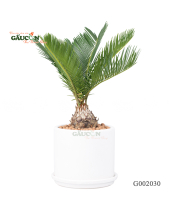 Thiên Tuế - belovedbeyond.com