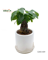 Kim Ngân 30Cm - belovedbeyond.com