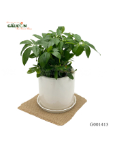 Ngũ Gia Bì 25Cm - belovedbeyond.com