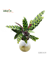 Đuôi Công( Nhựa )35Cm - belovedbeyond.com