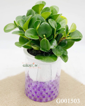 Trường Sinh - belovedbeyond.com
