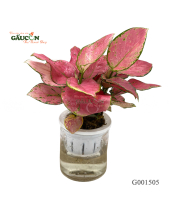 Huyết Rồng - belovedbeyond.com