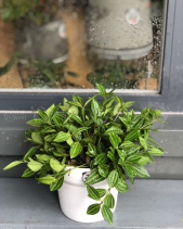 Cây Xanh Văn Phòng - belovedbeyond.com