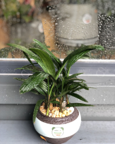 Cây Xanh Văn Phòng - belovedbeyond.com