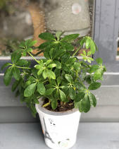 Cây Xanh Văn Phòng - belovedbeyond.com