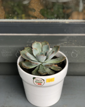 Cây Xanh Văn Phòng - belovedbeyond.com