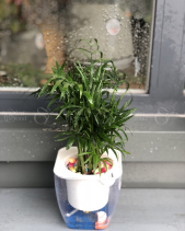 Cây Xanh Văn Phòng - belovedbeyond.com