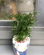 Cây Xanh Văn Phòng - belovedbeyond.com