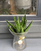 Cây Xanh Văn Phòng - belovedbeyond.com