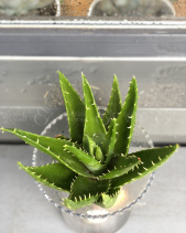 Cây Xanh Văn Phòng - belovedbeyond.com