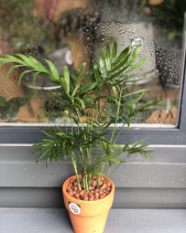 Cây Xanh Văn Phòng - belovedbeyond.com