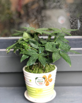 Cây Xanh Văn Phòng - belovedbeyond.com