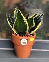 Cây Xanh Văn Phòng - belovedbeyond.com