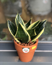 Cây Xanh Văn Phòng - belovedbeyond.com