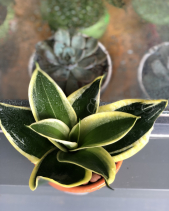 Cây Xanh Văn Phòng - belovedbeyond.com