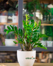 Cây Xanh Văn Phòng - belovedbeyond.com