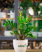 Cây Xanh Văn Phòng - belovedbeyond.com