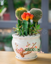 Cây Xanh Văn Phòng - belovedbeyond.com