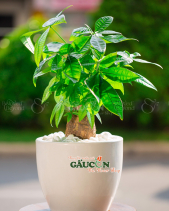 Cây Xanh Văn Phòng - belovedbeyond.com