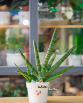 Cây Xanh Văn Phòng - belovedbeyond.com