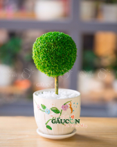 Cây Xanh Văn Phòng - belovedbeyond.com