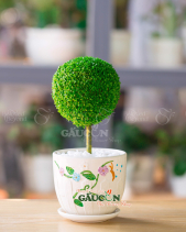 Cây Xanh Văn Phòng - belovedbeyond.com