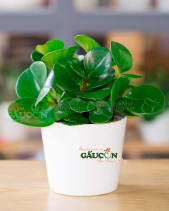 Cây Xanh Văn Phòng - belovedbeyond.com