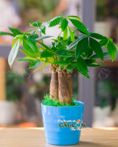 Cây Xanh Văn Phòng - belovedbeyond.com