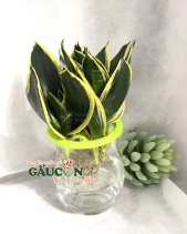 Cây Xanh Văn Phòng - belovedbeyond.com