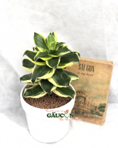 Cây Xanh Văn Phòng - belovedbeyond.com