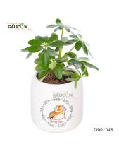 Ngũ Gia Bì - belovedbeyond.com