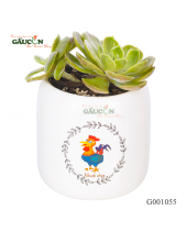 Sen Đá - belovedbeyond.com