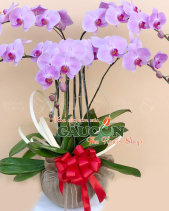 G000917 - belovedbeyond.com