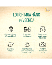 Ngộ Nghĩnh_Chậu Cô Gái Phối Sen Đá - Vsenda - belovedbeyond.com