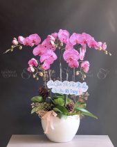 Lan Hồ Điệp - belovedbeyond.com