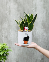 Lưỡi Hổ Để Bàn Mini [Snake Plant] - belovedbeyond.com