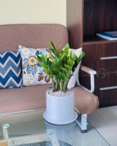 Kim Tiền Nhỏ [Medium Zz Plant] - belovedbeyond.com