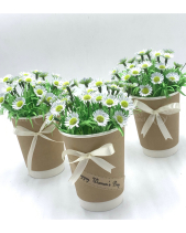 Hoa Giấy - belovedbeyond.com