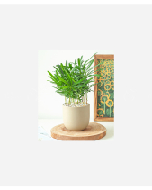 Thọ Tỉ Nam Sơn - belovedbeyond.com